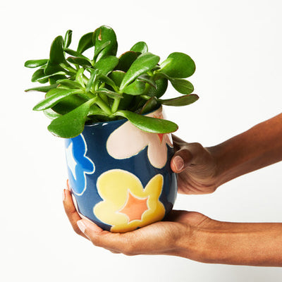 Succulent inside Navy Floral Sunday Pot by Jones and Co